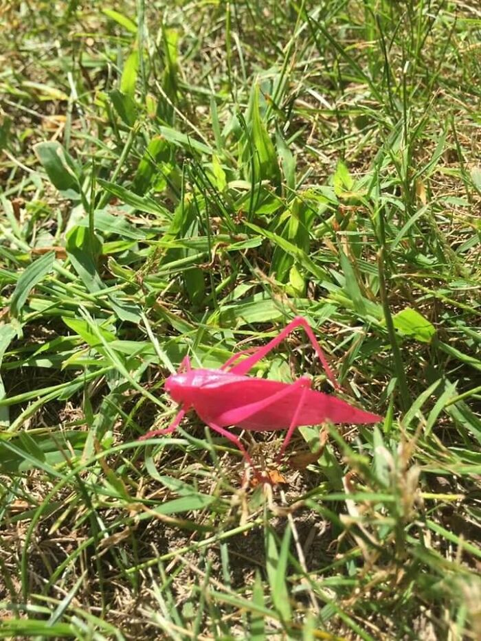 kelleys island ohio pink grasshopper