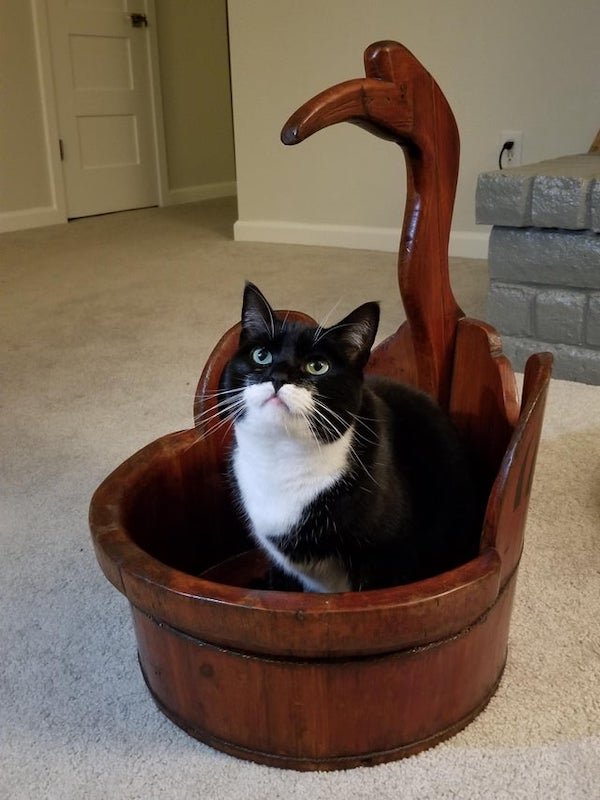 curious objects - cat sitting inside wooden crane basket