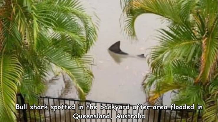 funny fail pics - bull shark spotted in the backyard after area flooded in queensland australia.