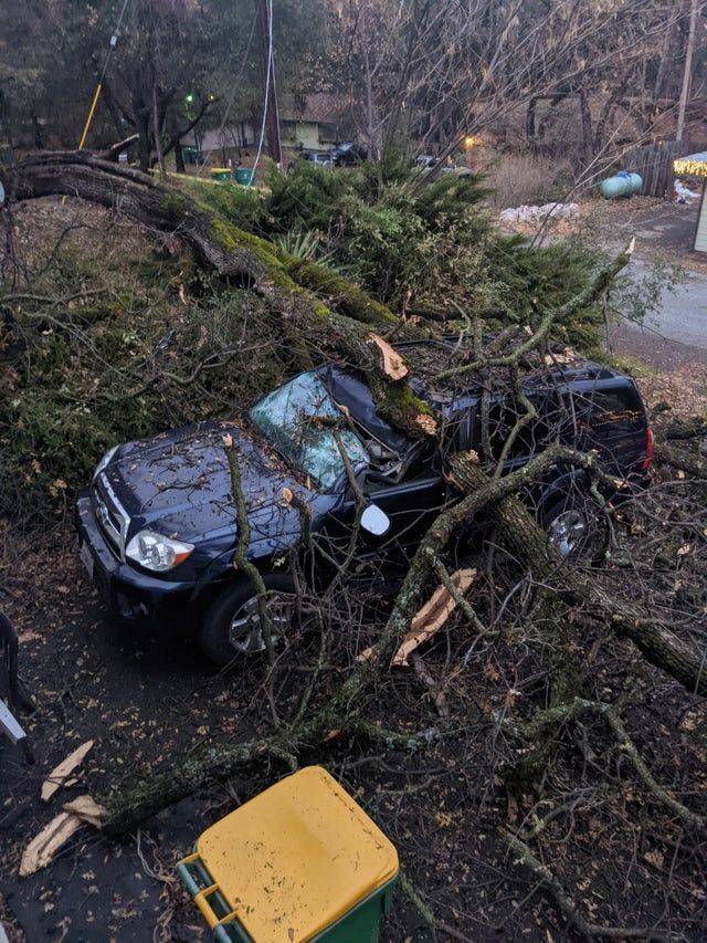 funny fail pics - tree fell on top of truck and crushed it