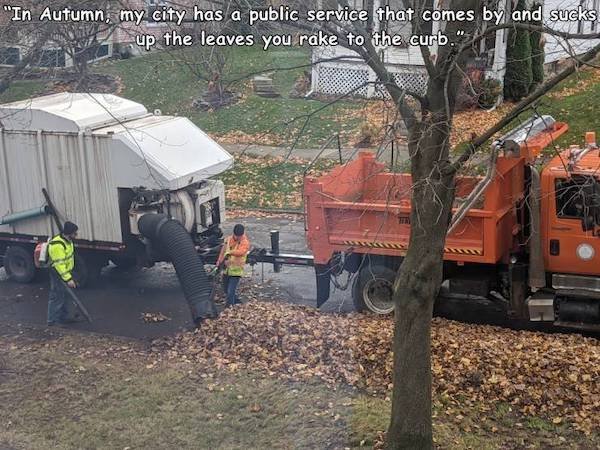 tree - "In Autumn, my city has a public service that comes by and sucks up the leaves you rake to the curb."