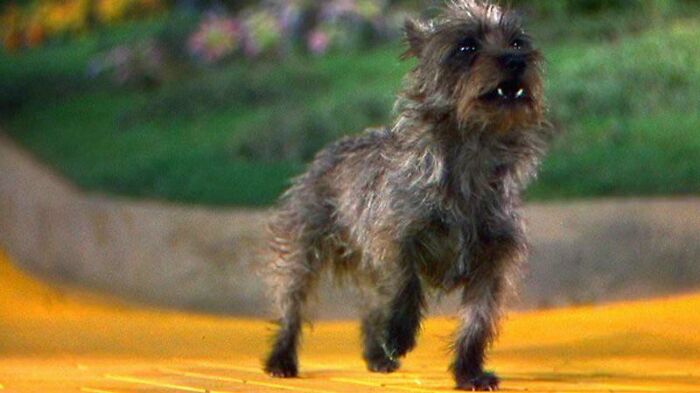 For Her Contribution To The Wizard Oz (1939), Terry The Dog (Toto) Earned $125 Per Week, While The Actors Playing The Munchkins Were Given Just $50 A Week