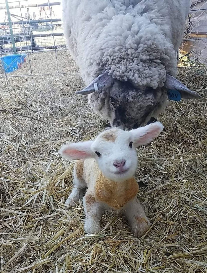 wholesome pics - baby lamb