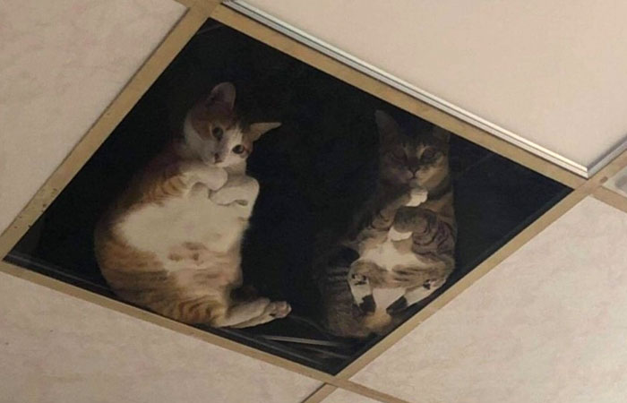 wholesome pics - two cats looking at owner through window in the ceiling