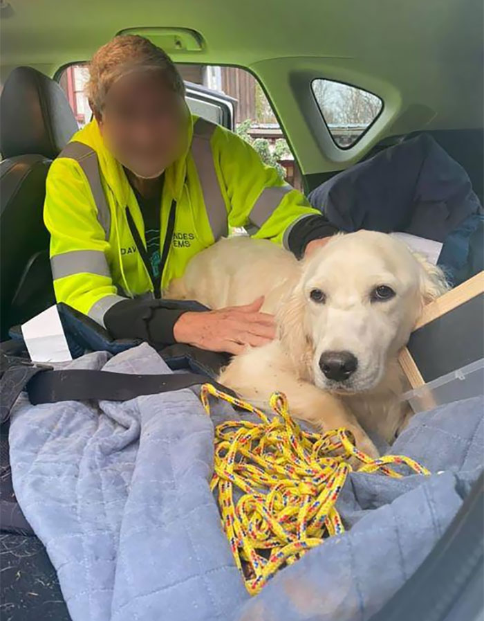 wholesome pics - stranger helped find and rescue lost dog