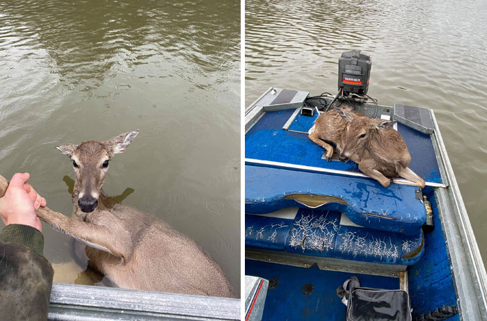 wholesome pics - man saved drowning deer on boat