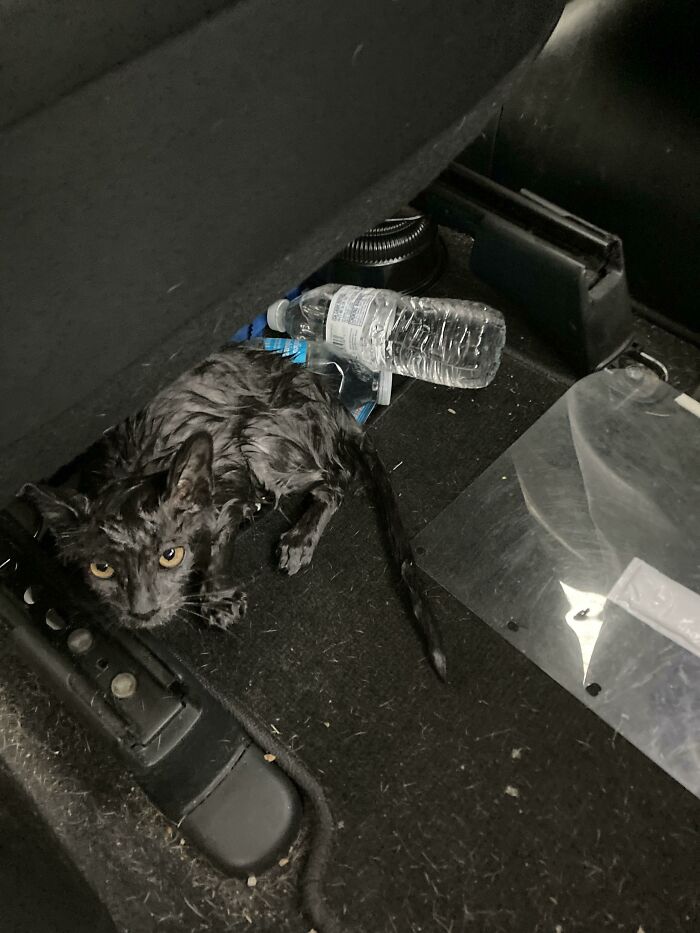 wholesome pics - rescue cat sitting in the back of a car