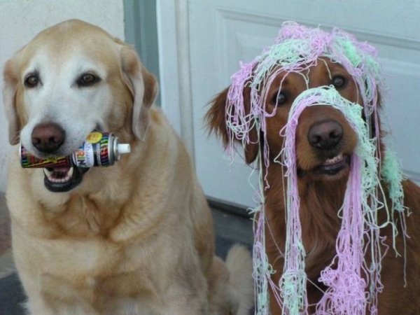 funny memes - dog covered in silly string