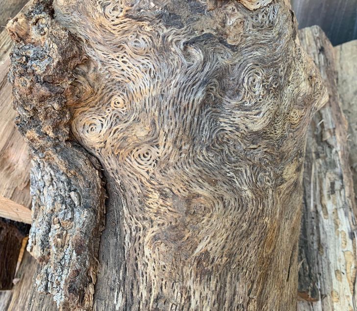 cool pics - oak wood with patterns that look like a van gogh painting