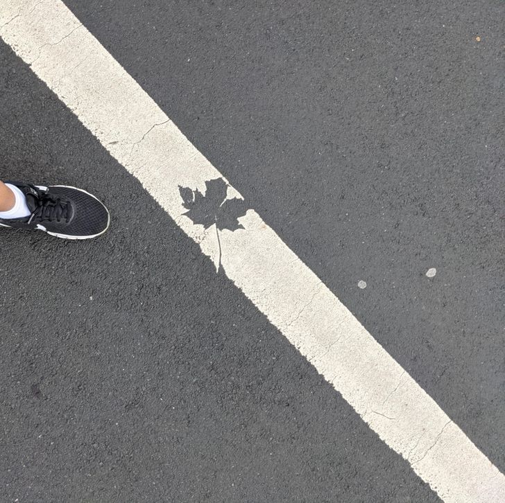 cool pics - maple leaf left an imprint in paint on the street