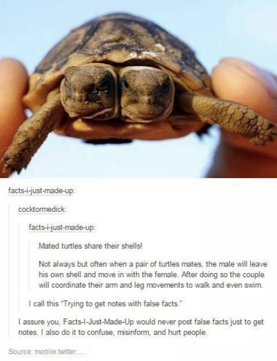 weird animals - factsijustmadeup cocktormedick factsijustmadeup Mated turtles their shells! Not always but often when a pair of turtles mates, the male will leave his own shell and move in with the female. After doing so the couple will coordinate their a