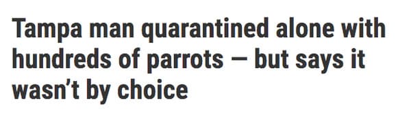 News - Tampa man quarantined alone with hundreds of parrots but says it wasn't by choice