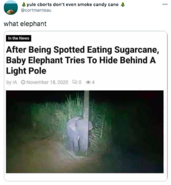 grass - yule cborts don't even smoke candy cane 4 what elephant In the News After Being Spotted Eating Sugarcane, Baby Elephant Tries To Hide Behind A Light Pole by Ia O Q004