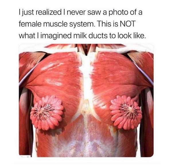 womens milk ducts - I just realized I never saw a photo of a female muscle system. This is Not what I imagined milk ducts to look .