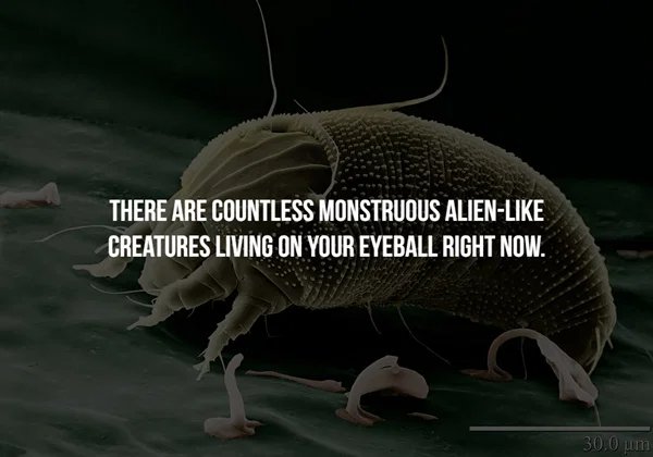 creepy facts - eyelash mites in humans There Are Countless Monstruous Alien Creatures Living On Your Eyeball Right Now. 300 pm