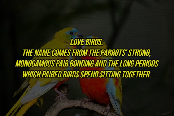 whatsapp dp images hd - Love Birds The Name Comes From The Parrots' Strong, Monogamous Pair Bonding And The Long Periods Which Paired Birds Spend Sitting Together.