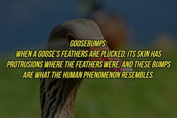 fauna - Goosebumps When A Goose'S Feathers Are Plucked, Its Skin Has Protrusions Where The Feathers Were, And These Bumps Are What The Human Phenomenon Resembles.