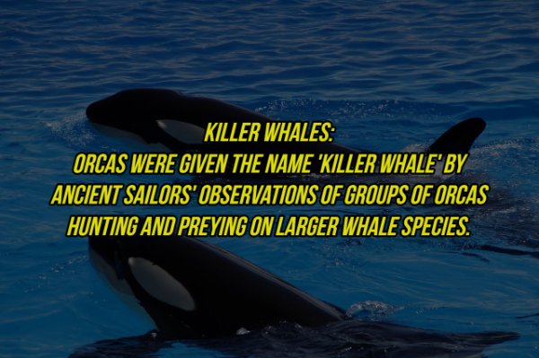 killer whale - Killer Whales Orcas Were Given The Name 'Killer Whale By Ancient Sailors' Observations Of Groups Of Orcas Hunting And Preying On Larger Whale Species.