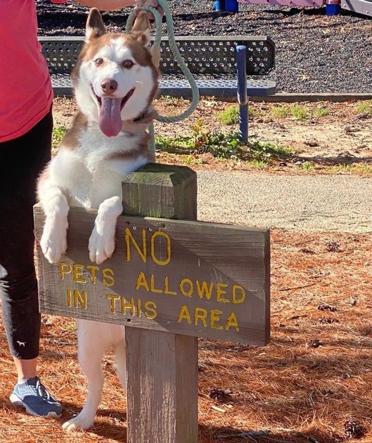 dog - No Pets Allowed In This Area