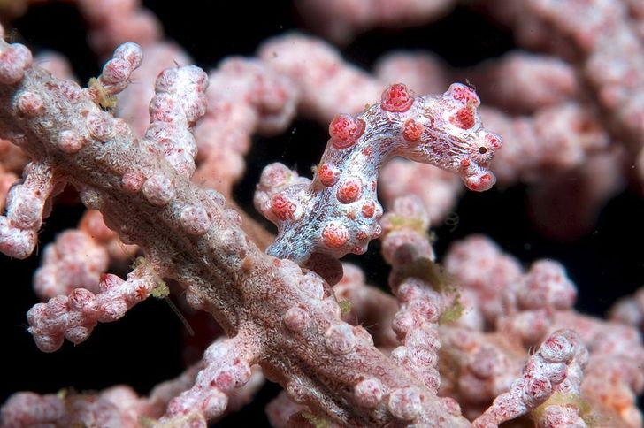 The pygmy seahorse hides in coral and rarely grows longer than 0.79 in.