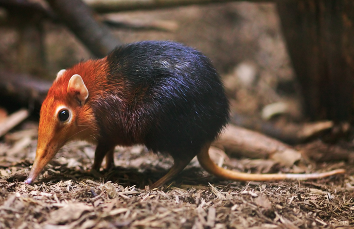 The black and rufous elephant shrew uses its nose to dig insects out of the ground.