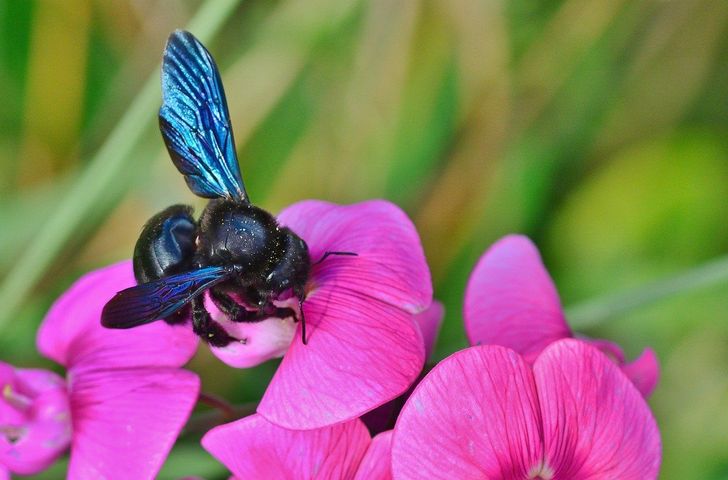 blue bee