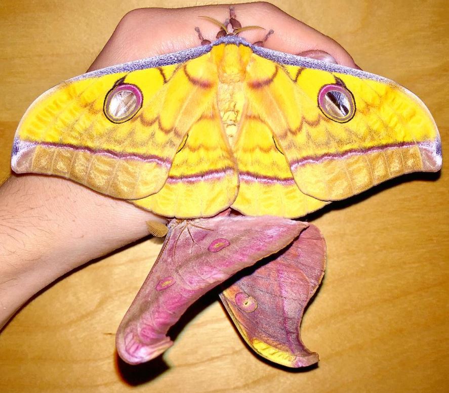 The Sumatran tussar moth. Despite its name, which comes from tussar silk, these moths don’t produce silk.