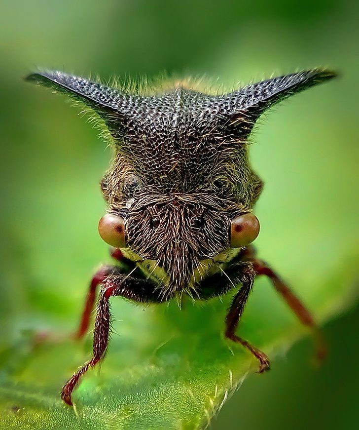 The treehopper. It closely cooperates with other insects: ants drink the sweet secretions treehoppers leave and they protect them from predators in return.