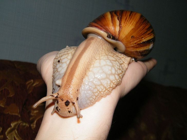 The Giant African land snail is considered to be one of the most harmful types of snails — Achatinas settled all over the world and are gradually replacing local mollusks.