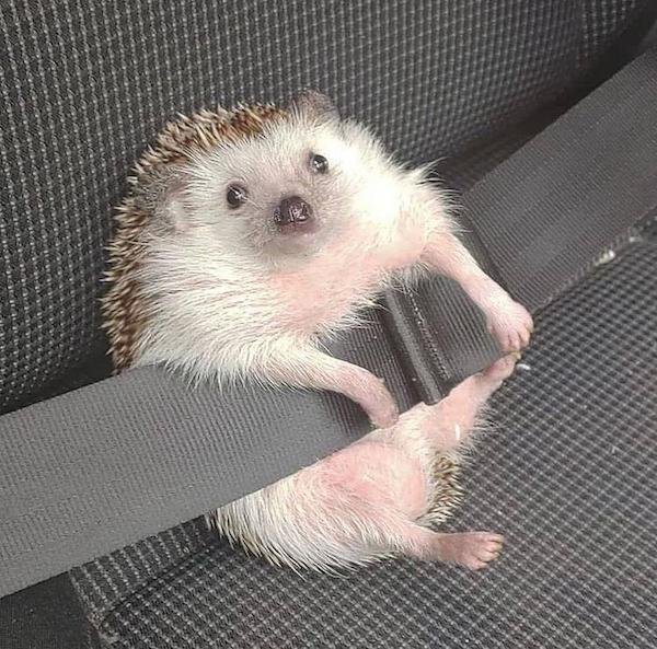 hedgehog seatbelt -