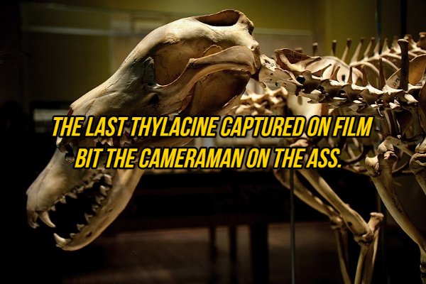 skeleton - The Last Thylcine Captured On Film Bit The Cameraman On The Ass.