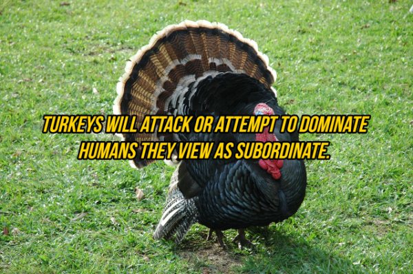 farm turkey - Tieto Turkeys Will Attack Or Attempt To Dominate Humans They View As Subordinate.