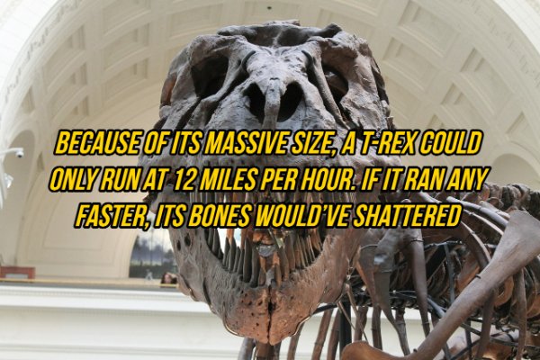 field museum of natural history - Because Of Its Massivesize, A TRex Could Only Run At 12 Miles Per Hour. If Itranany Faster, Its Bones Would'Ve Shattered