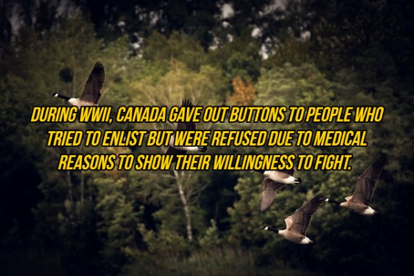 fall hunting - During Wwii, Canada Gave Out Buttons To People Who Tried To Enlist But Were Refused Due To Medical Reasons To Show Their Willingness To Fight.