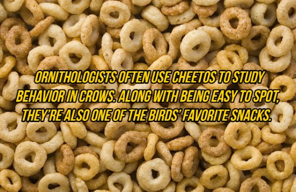 cheerios png - Ornithologists Often Usecheetos To Study Behavior In Crows. Along With Being Easy To Spot, They'Re Also One Of The Birds' Favorite Snacks.