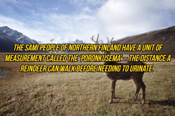 The Sami People Of Northern Finland Have A Unit Of Measurement Called The Poronkusema' The Distance A Reindeer Can Walk Beforeneeding To Urinate.