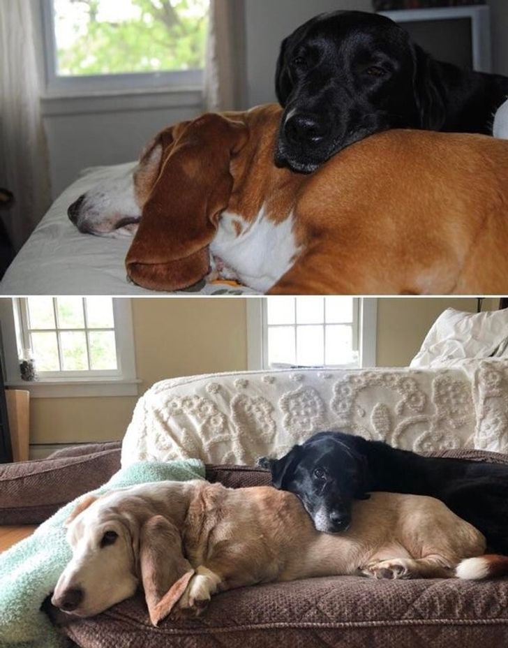 funny photos - old dogs hanging out together
