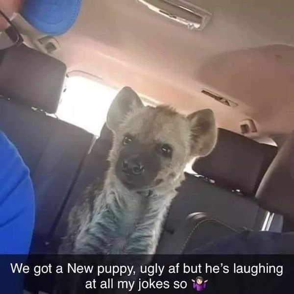 we got a new puppy hyena - We got a New puppy, ugly af but he's laughing at all my jokes so e