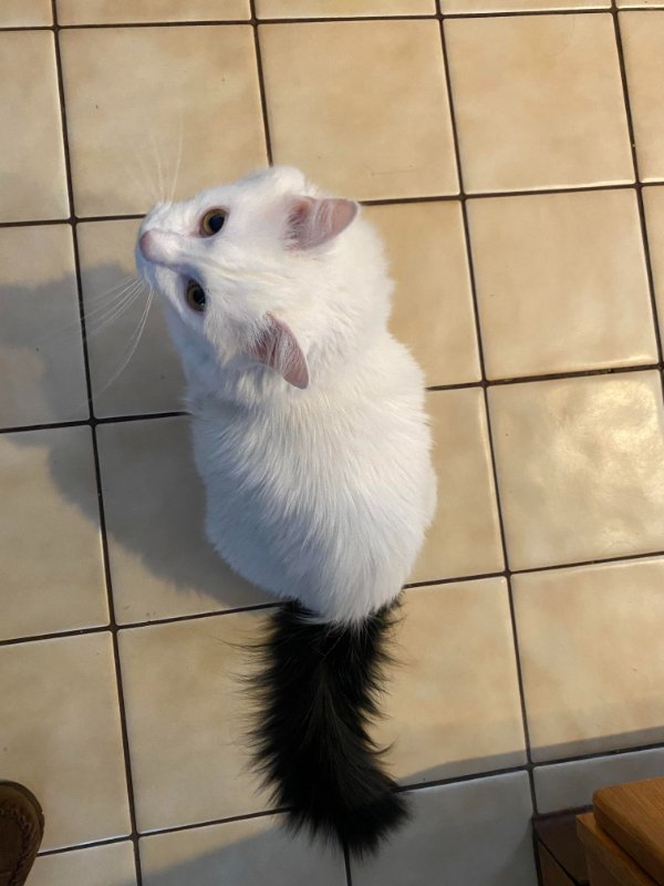cool pics - white cat with black tail
