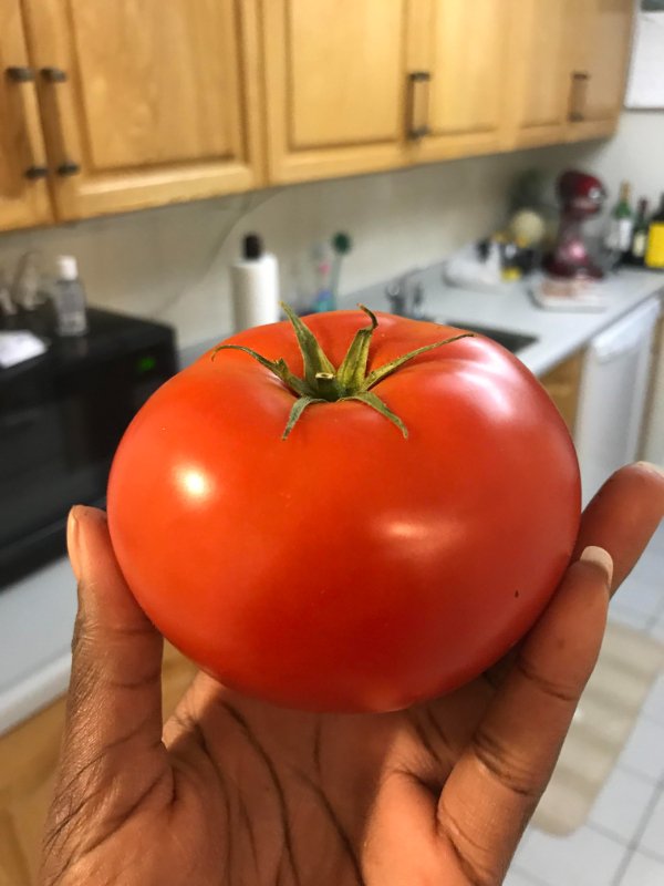 cool pics - person holding tomato