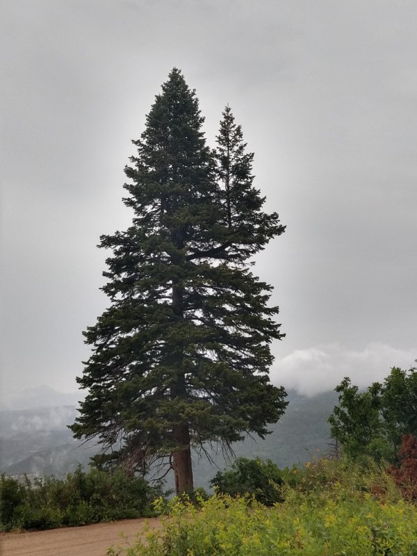 cool pics - small spruce tree growing on side of a large tree