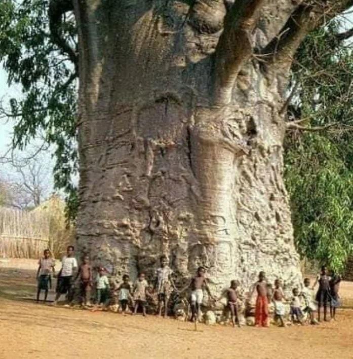 6000 years old baobab tree