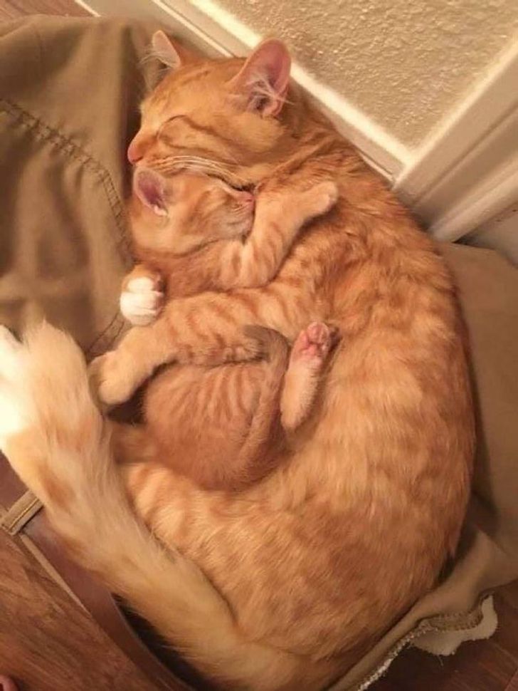 mother cat with baby -