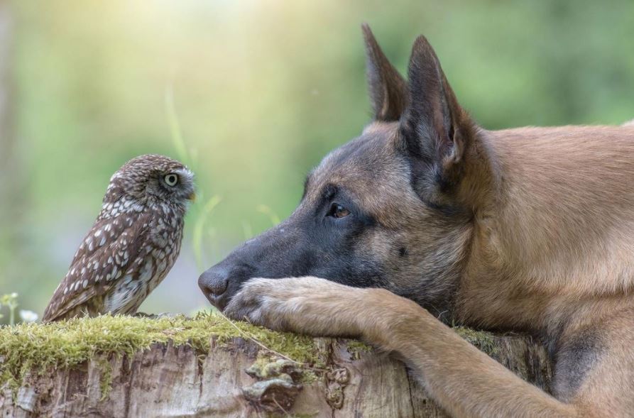 dog and owl friends