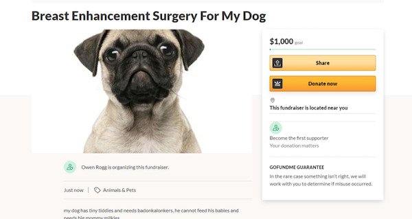 dog - Breast Enhancement Surgery For My Dog $1,000 Donate now This fundraiser is located near you Become the first supporter Your donation matters 3 Owen Roeg is organising this fundraiser. Gofundme Guarantee In the rare case something is right, we will w