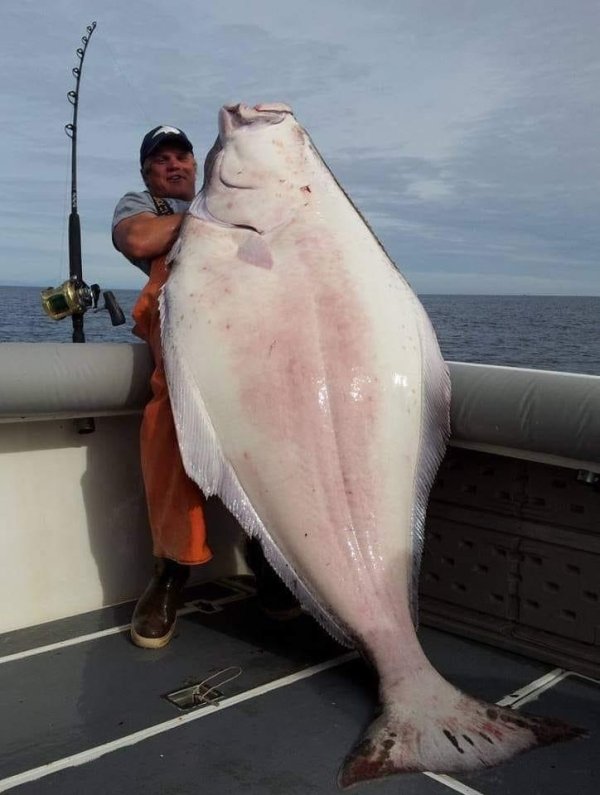 200 lb halibut