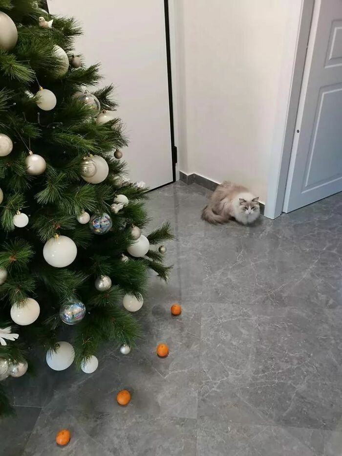 cat tangerine christmas tree