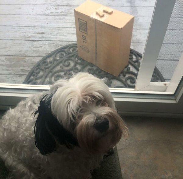 postman dog reddit