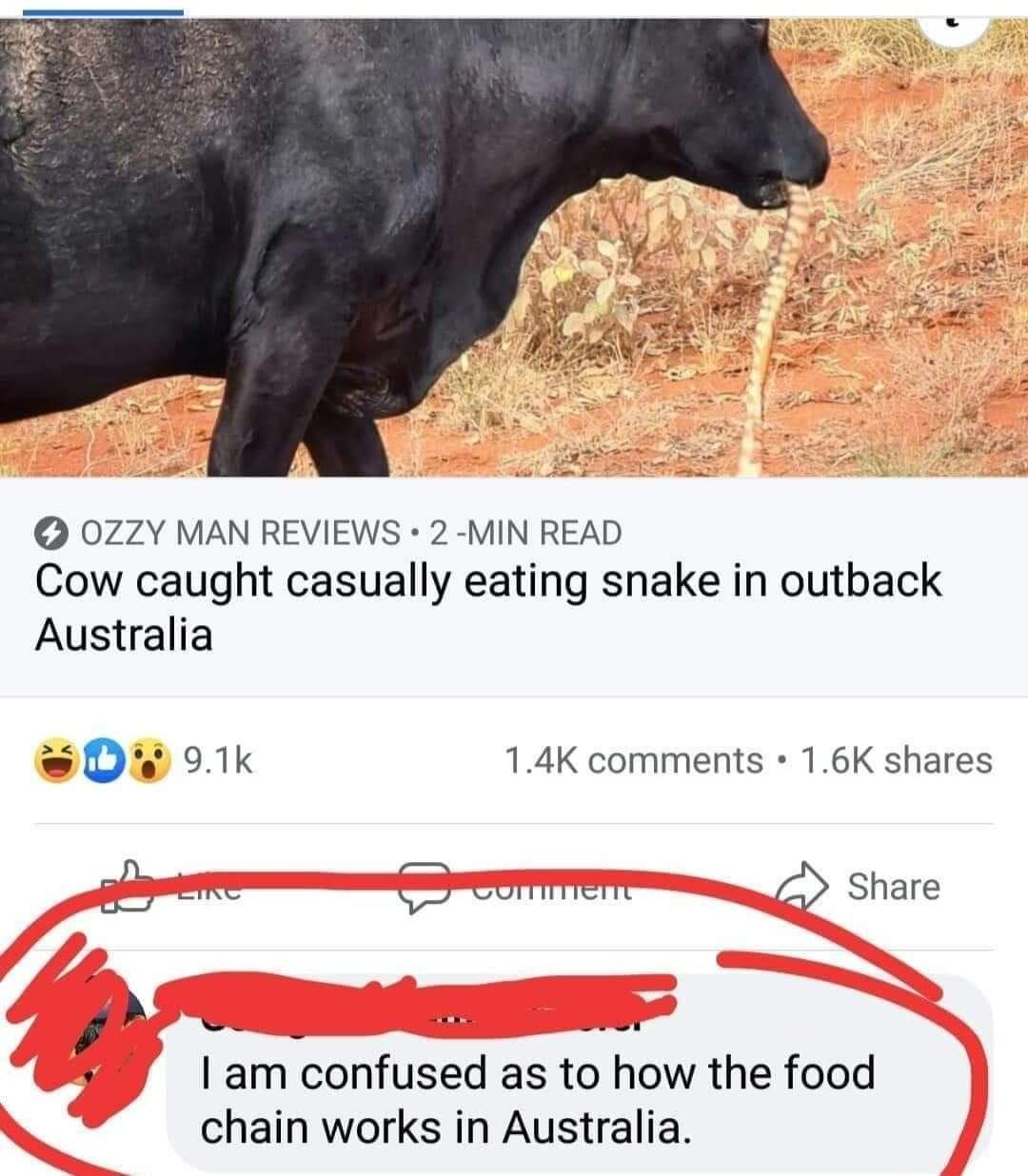 Snake - Ozzy Man Reviews 2Min Read Cow caught casually eating snake in outback Australia Inc Cuttitiette I am confused as to how the food chain works in Australia.