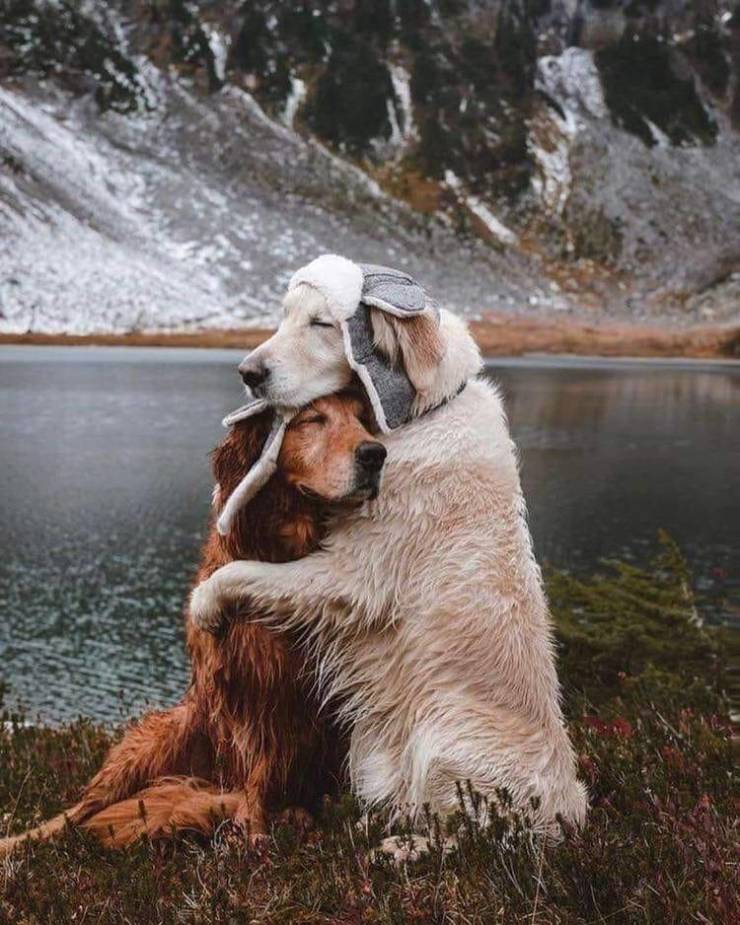 dogs hugging
